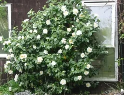 Online Japansk Ros - Set om 3 - Camellia japonica 'Brush Field' - Höjd 25-40cm - ⌀9cm Buskar