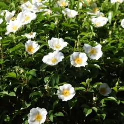 Online Japansk Ros - Set om 3 - Camellia japonica 'Brush Field' - Höjd 25-40cm - ⌀9cm Buskar