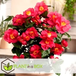 Japansk Ros - Set om 3 - Camellia japonica 'Bonomiana' - Höjd 25-40cm - ⌀9cm