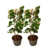 Japansk Ros - Set om 2 - Camellia japonica 'Dr. King' - Höjd 50-60cm - ⌀15cm Trädgårdsväxter