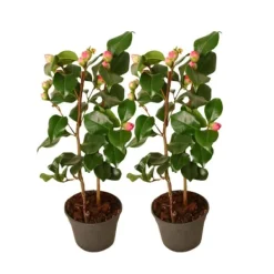 Japansk Ros - Set om 2 - Camellia japonica 'Dr. King' - Höjd 50-60cm - ⌀15cm Trädgårdsväxter