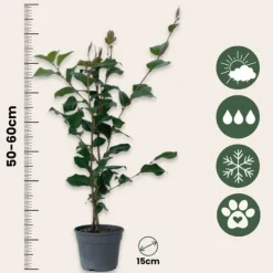 Japansk Ros - Set om 2 - Camellia japonica 'Dr. King' - Höjd 50-60cm - ⌀15cm Trädgårdsväxter