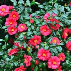Japansk Ros - Set om 2 - Camellia japonica 'Dr. King' - Höjd 50-60cm - ⌀15cm Trädgårdsväxter