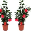 Online Japansk Ros - Set om 2 - Camellia japonica - Höjd 60-70cm - ⌀19cm Buskar