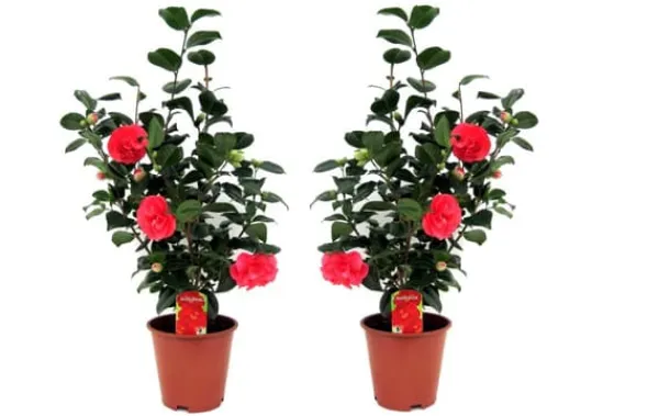 Online Japansk Ros - Set om 2 - Camellia japonica - Höjd 60-70cm - ⌀19cm Buskar