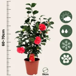 Online Japansk Ros - Set om 2 - Camellia japonica - Höjd 60-70cm - ⌀19cm Buskar