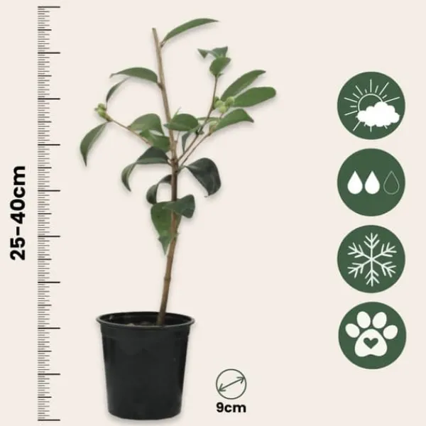 Japansk Ros - Set om 3 - Camellia japonica 'Lady Campbell' - Höjd 25-40cm - ⌀9cm