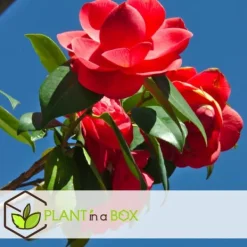 Japansk Ros - Set om 3 - Camellia japonica 'Lady Campbell' - Höjd 25-40cm - ⌀9cm