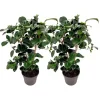 New Japansk Ros - Set om 2 - Camellia japonica 'Lady C.' - Höjd 50-60cm - ⌀15cm Buskar