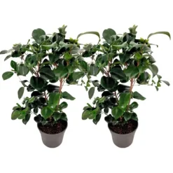 New Japansk Ros - Set om 2 - Camellia japonica 'Lady C.' - Höjd 50-60cm - ⌀15cm Buskar