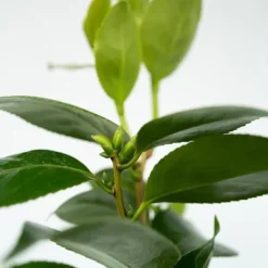 New Japansk Ros - Set om 2 - Camellia japonica 'Lady C.' - Höjd 50-60cm - ⌀15cm Buskar