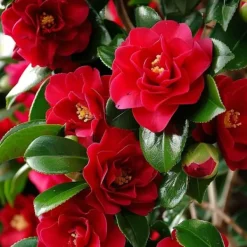 New Japansk Ros - Set om 2 - Camellia japonica 'Lady C.' - Höjd 50-60cm - ⌀15cm Buskar