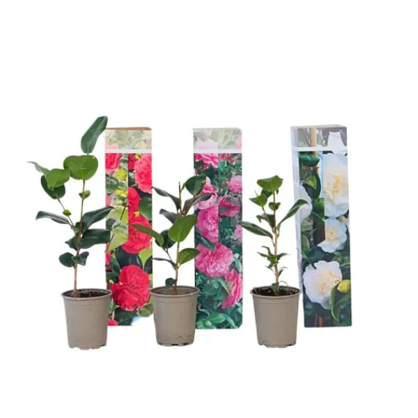 New Japansk Ros - Set om 3 - Camellia japonica - Höjd 25-40cm - ⌀9cm Buskar