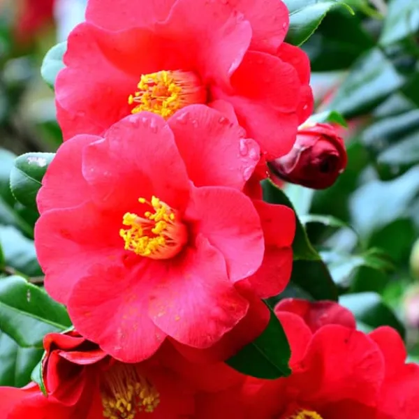 New Japansk Ros - Set om 3 - Camellia japonica - Höjd 25-40cm - ⌀9cm Buskar