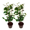 Online Japansk Ros - Set om 2 - Camellia japonica 'Brush Field' - Höjd 50-60cm - ⌀15cm Buskar