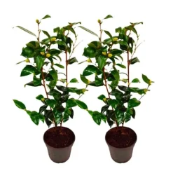 Online Japansk Ros - Set om 2 - Camellia japonica 'Brush Field' - Höjd 50-60cm - ⌀15cm Buskar