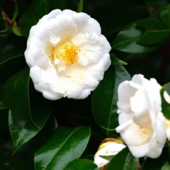 Online Japansk Ros - Set om 2 - Camellia japonica 'Brush Field' - Höjd 50-60cm - ⌀15cm Buskar