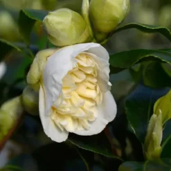 Online Japansk Ros - Set om 2 - Camellia japonica 'Brush Field' - Höjd 50-60cm - ⌀15cm Buskar
