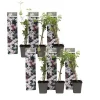Jasmin - Set om 6 - Jasminum 'Officinale' - Höjd 25-40cm - ⌀9cm