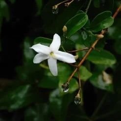 Jasmin - Set om 6 - Jasminum 'Officinale' - Höjd 25-40cm - ⌀9cm