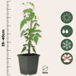 Jasmin - Set om 3 - Jasminum 'Officinale' - Höjd 25-40cm - ⌀9cm