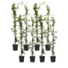 Discount Jasmin - Set om 8 - Trachelospermum jasminoides - Höjd 110-120cm - ⌀17cm Trädgårdsväxter