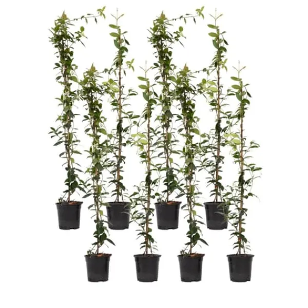 Discount Jasmin - Set om 8 - Trachelospermum jasminoides - Höjd 110-120cm - ⌀17cm Trädgårdsväxter