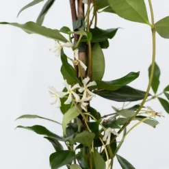 Jasmin - Set om 2 - Trachelospermum jasminoides - Höjd 110-120cm - ⌀17cm