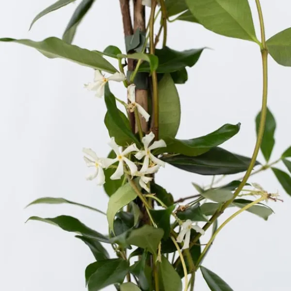 Jasmin - Set om 2 - Trachelospermum jasminoides - Höjd 110-120cm - ⌀17cm