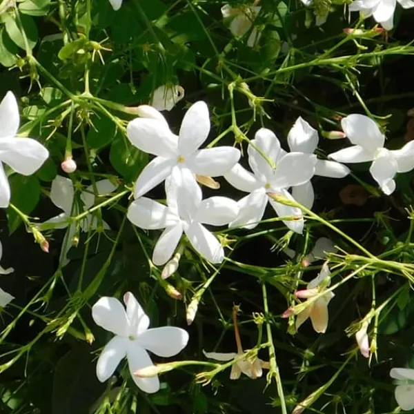 Jasmin - Set om 2 - Trachelospermum jasminoides - Höjd 110-120cm - ⌀17cm