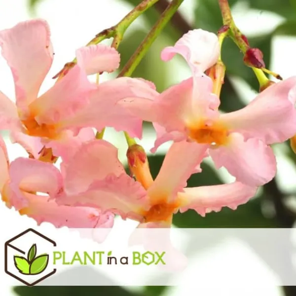 Jasmin - Set om 3 - Trachelospermum jasminoides - Höjd 25-40cm - ⌀9cm