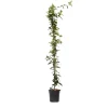 Sale Jasmin - Trachelospermum jasminoides - Höjd 110-120cm - ⌀17cm Trädgårdsväxter