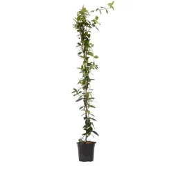 Sale Jasmin - Trachelospermum jasminoides - Höjd 110-120cm - ⌀17cm Trädgårdsväxter