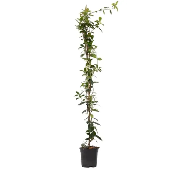 Sale Jasmin - Trachelospermum jasminoides - Höjd 110-120cm - ⌀17cm Trädgårdsväxter