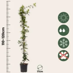 Sale Jasmin - Trachelospermum jasminoides - Höjd 110-120cm - ⌀17cm Trädgårdsväxter