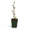 New Johanniter Vindruvsplanta (Vitis vinifera) Ø13 cm ↕45 cm Trädgårdsväxter