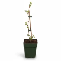 New Johanniter Vindruvsplanta (Vitis vinifera) Ø13 cm ↕45 cm Trädgårdsväxter