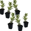 New Jordgubbsplanta - Set om 6 - Arbutus 'Unedo' - Höjd 25-40cm - ⌀9cm Trädgårdsväxter