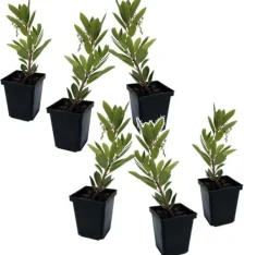 New Jordgubbsplanta - Set om 6 - Arbutus 'Unedo' - Höjd 25-40cm - ⌀9cm Trädgårdsväxter