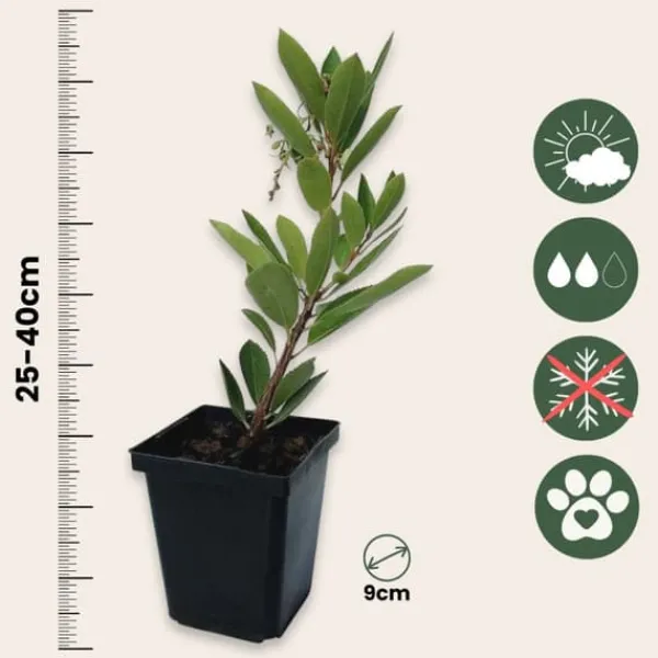 Best Jordgubbsplanta - Set om 3 - Arbutus 'Unedo' - Höjd 25-40cm - ⌀9cm Träd