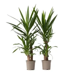 Sale Jättepalmlilja - Set om 2 - Yucca elephantipes - Höjd 70-80cm - ⌀21cm Krukväxter Inomhus