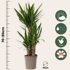 Sale Jättepalmlilja - Set om 2 - Yucca elephantipes - Höjd 70-80cm - ⌀21cm Krukväxter Inomhus