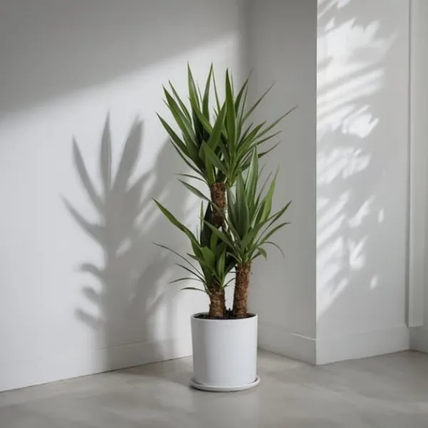 Sale Jättepalmlilja - Set om 2 - Yucca elephantipes - Höjd 70-80cm - ⌀21cm Krukväxter Inomhus