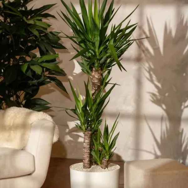 Sale Jättepalmlilja - Set om 2 - Yucca elephantipes - Höjd 70-80cm - ⌀21cm Krukväxter Inomhus