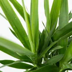 Sale Jättepalmlilja - Set om 2 - Yucca elephantipes - Höjd 70-80cm - ⌀21cm Krukväxter Inomhus