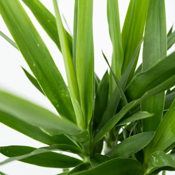 Sale Jättepalmlilja - Set om 2 - Yucca elephantipes - Höjd 70-80cm - ⌀21cm Krukväxter Inomhus