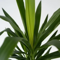 Sale Jättepalmlilja - Set om 2 - Yucca elephantipes - Höjd 70-80cm - ⌀21cm Krukväxter Inomhus
