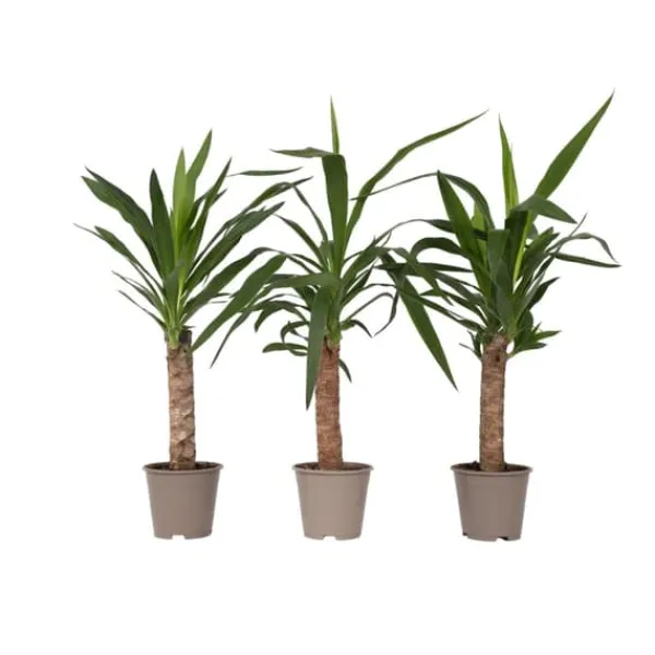 Jättepalmlilja - Set om 3 - Yucca elephantipes - Höjd 50-60cm - ⌀14cm Krukväxter Inomhus