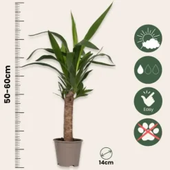 Jättepalmlilja - Set om 3 - Yucca elephantipes - Höjd 50-60cm - ⌀14cm Krukväxter Inomhus