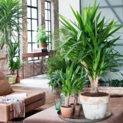 Jättepalmlilja - Set om 3 - Yucca elephantipes - Höjd 50-60cm - ⌀14cm Krukväxter Inomhus
